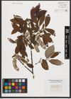 Foto von Salix appendiculata Vill.